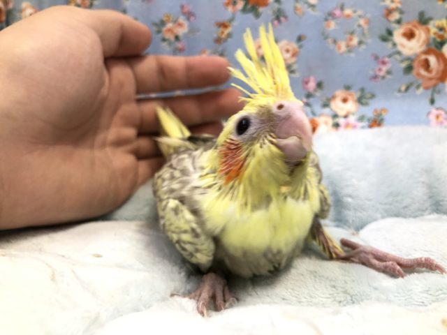 パール模様の淡い色合い　　１１／３撮影