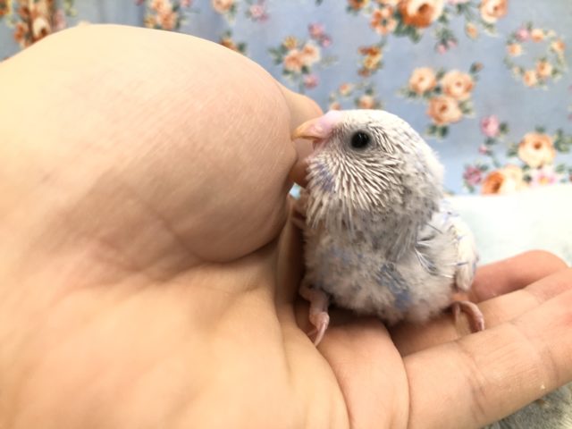 青空のような模様　　１１／３撮影