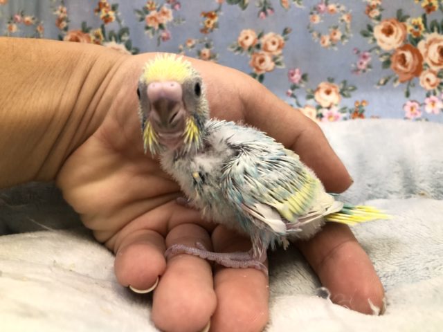 レインボーカラーです　１１／３撮影