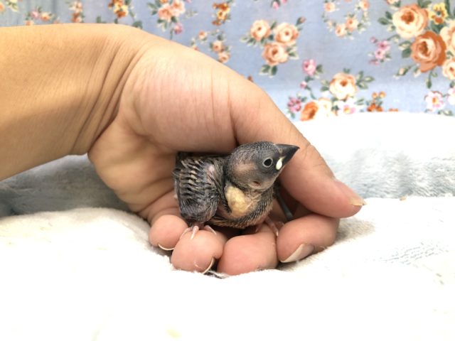 今週もやってきました桜文鳥！　　１１／３撮影