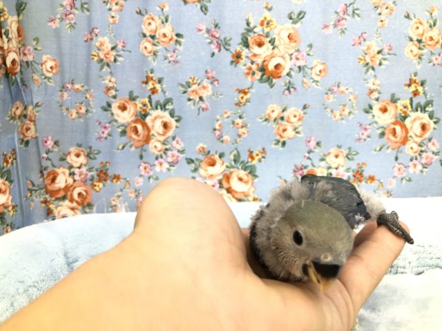 今週も来ました　コザクラバイオレットカラー　　１１／９撮影