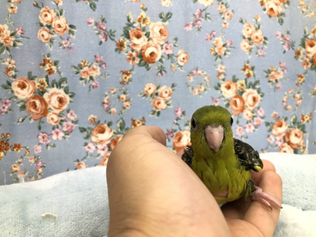 久々の入舎です　１１／９撮影