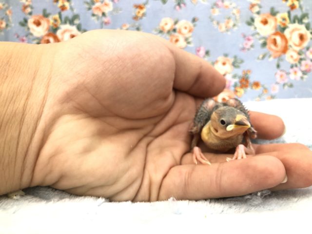 桜文鳥？　　１１／９撮影