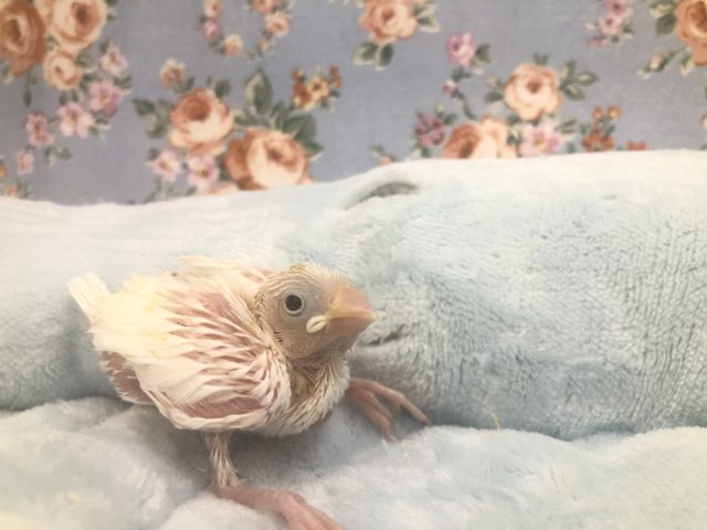 人気カラーの文鳥入舎です　１１／１６撮影