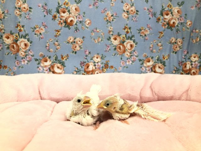 人気のブンブン　白　　１１／２７撮影