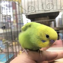 今週のセキセイ情報！！　　１１／９撮影