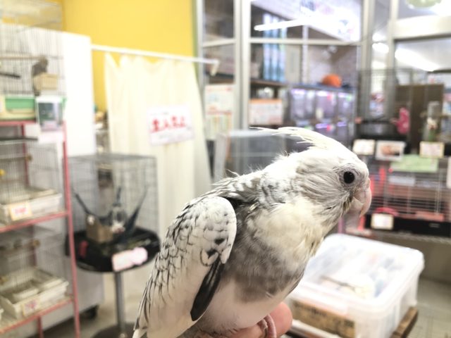 ホワイトフェイスやってきました　　１１／９撮影