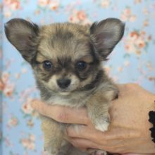 たまらなくかわいいよ♪小さなチワワくんです♂