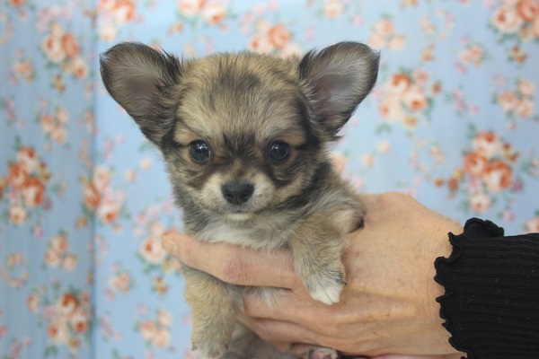 たまらなくかわいいよ♪小さなチワワくんです♂