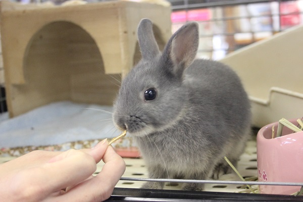 抱っこ練習中!!ドワーフラビット