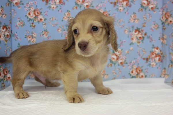 皆の人気者♩ミニチュアダックスくんです★♂