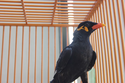 「お～はよ」が言えるようになってきた！九官鳥