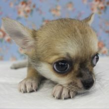 癒し系男子💛おっとりチワワくんです♂