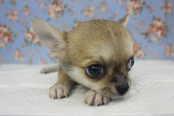 癒し系男子💛おっとりチワワくんです♂