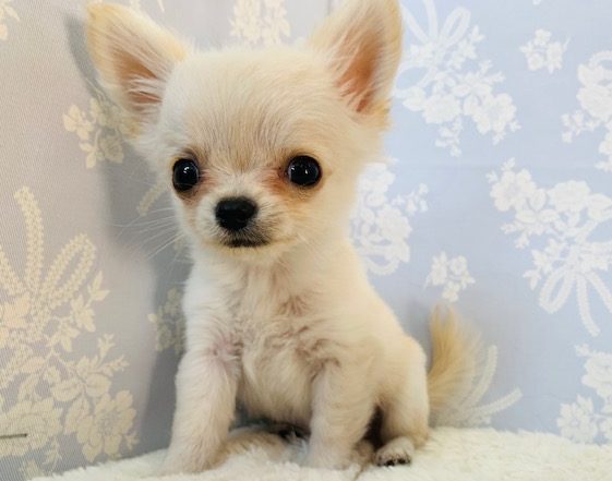 ほふく前進が可愛すぎる♡チワワくん♪