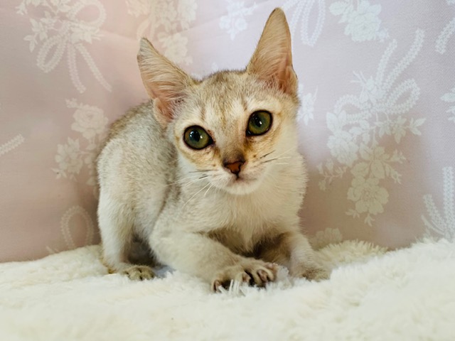 ごろん大好き♡シンガプーラちゃん♪