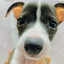 元気すぎ!!久々入舎のイタリアングレイハウンドちゃん♡