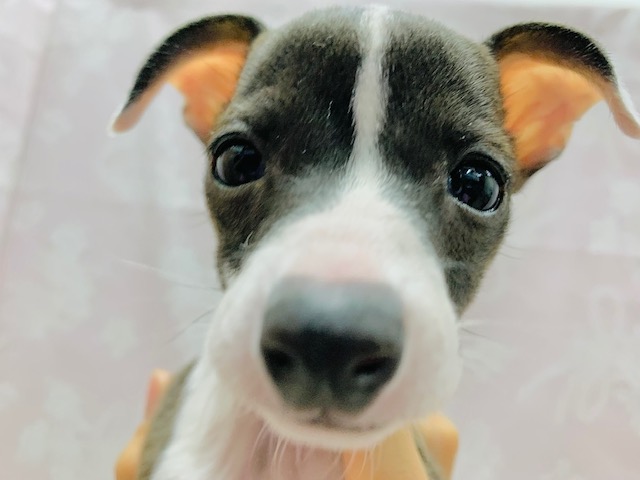 元気すぎ!!久々入舎のイタリアングレイハウンドちゃん♡