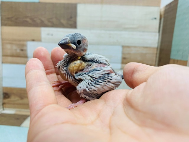 スンッとした表情も可愛い♡シルバー文鳥さん！！