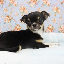 つるすべ～ん☆スムースチワワ・男の子！