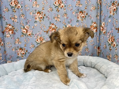 ちょっと困り顔?!　ロングコートチワワの男のコ　2021.11/25撮影