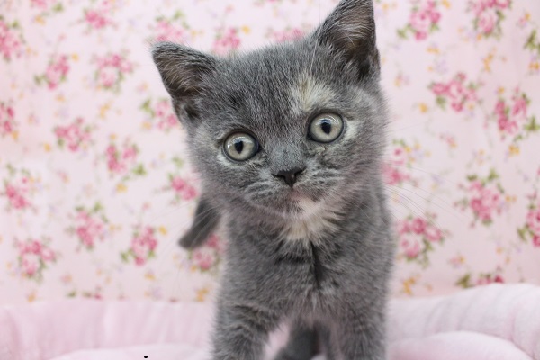 甘ったれでかまってちゃん☆ブリティッシュショートヘアー・女の