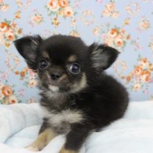 目が合ったらもうメロメロ☆チワワ・男の子！