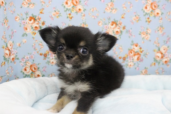 目が合ったらもうメロメロ☆チワワ・男の子！