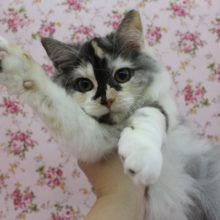 あだ名はちび子☆スコティッシュフォールド・女の子！