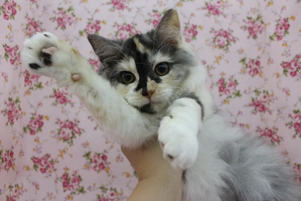 あだ名はちび子☆スコティッシュフォールド・女の子！