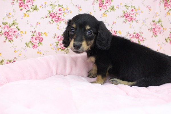 かわいくってどうしよう！？ミニチュアダックス・女の子！