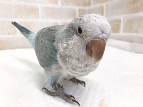 芸達者！！オキナインコ（ブルーオパーリン）