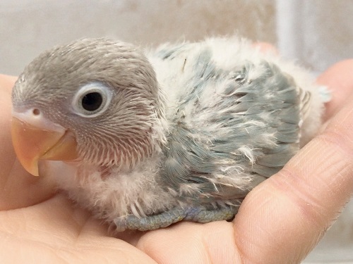 レアカラー！シロボタンインコ