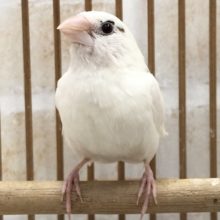 １羽のみの入荷です！十姉妹　男の子