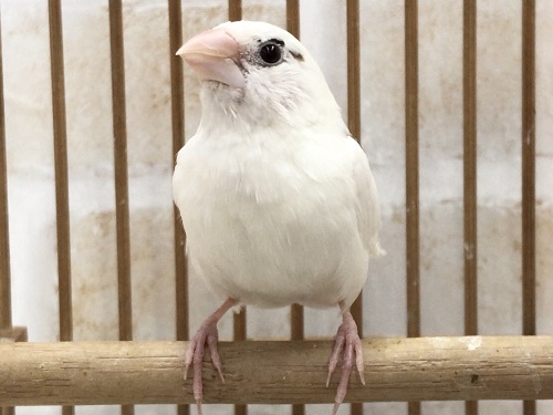 １羽のみの入荷です！十姉妹　男の子