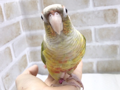 最新画像！なでなでしてほしいな！ホオミドリウロコインコ☆パイナップル