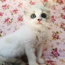 お上品だなぁ…？スコティッシュちゃんきたよ！