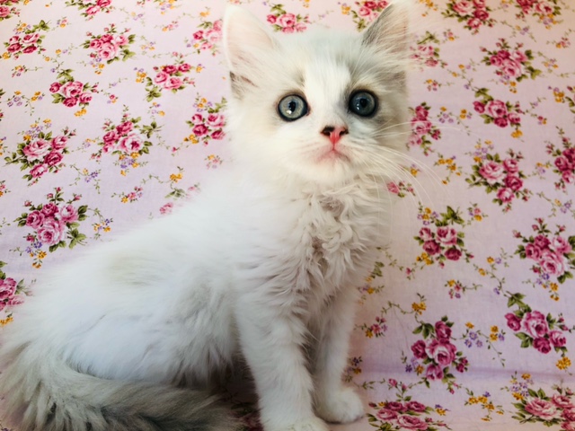 お上品だなぁ…？スコティッシュちゃんきたよ！