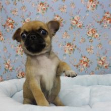 まさにオンリーワン☆MIX（パグ×チワワ）・男の子！