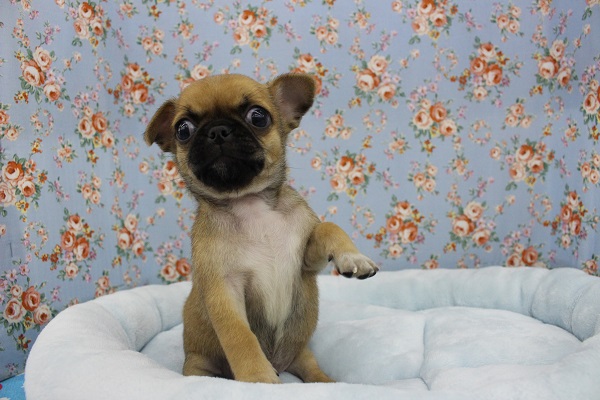 まさにオンリーワン☆MIX（パグ×チワワ）・男の子！