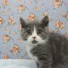 ブルブルブルー☆スコティッシュフォールド・男の子！