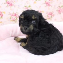 激レアカラーきましたよ～☆トイプードル・女の子！