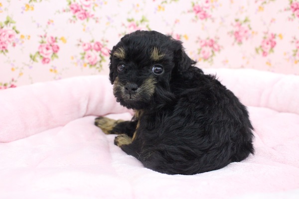 激レアカラーきましたよ～☆トイプードル・女の子！