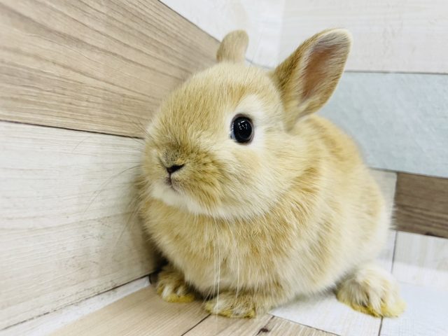 丸っこくて耳が短い✨ネザーランドドワーフ(オレンジ)