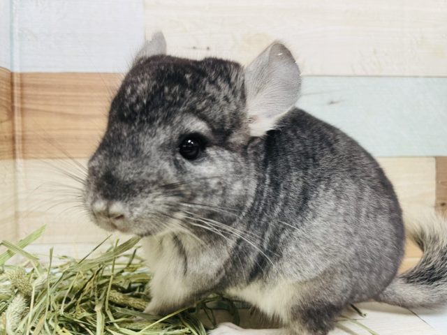 お調子者☆チンチラ ノーマルカラー！