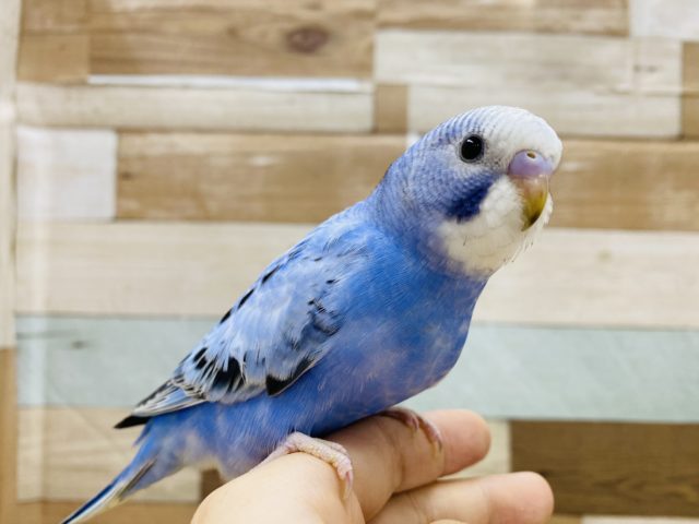 模様が個性的！セキセイインコオパーリン