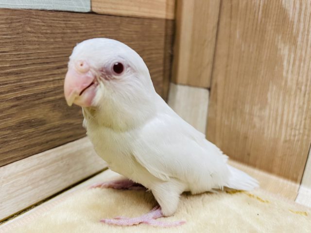 手乗りができちゃう真っ白なインコさん☆マメルリハインコのアメリカンホワイトファローカラー！