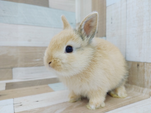 ドワーフラビットさん(トーティ)入荷いたしました～💓