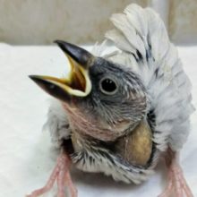 注目やって来ましたよ～👍 シルバー文鳥🐣