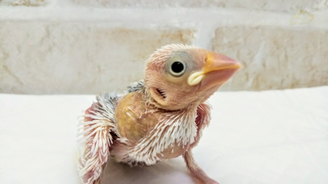 これからの成長が楽しみ～🎵 白文鳥